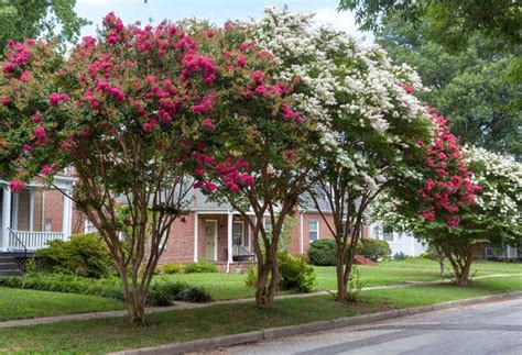 Is crepe myrtle poisonous to dogs